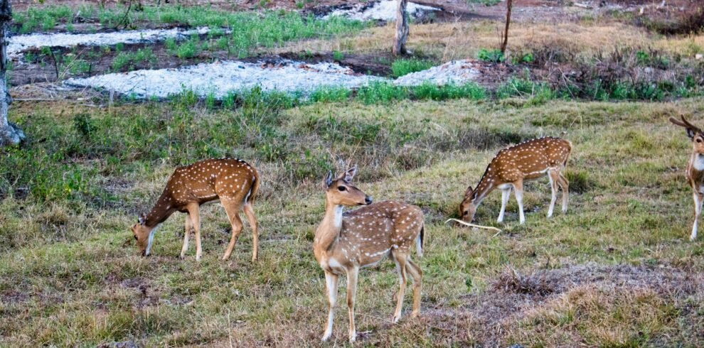 Orchha Wildlife Sanctuary