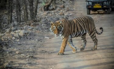 Golden Triangle Tour With Ranthambore